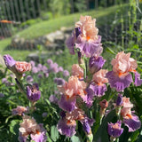 Iris: French Cancan Bearded - NEW!