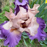 Iris: French Cancan Bearded - NEW!