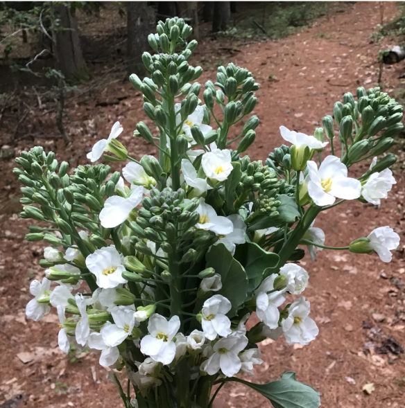 Broccoli: Kailaan Chinese  - NEW!