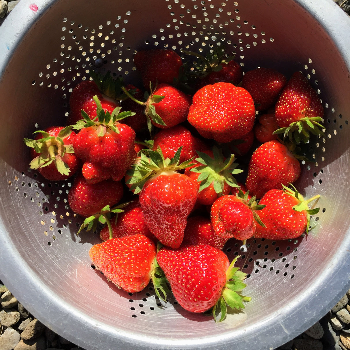 Strawberry: Albion (ever-bearing) Plant