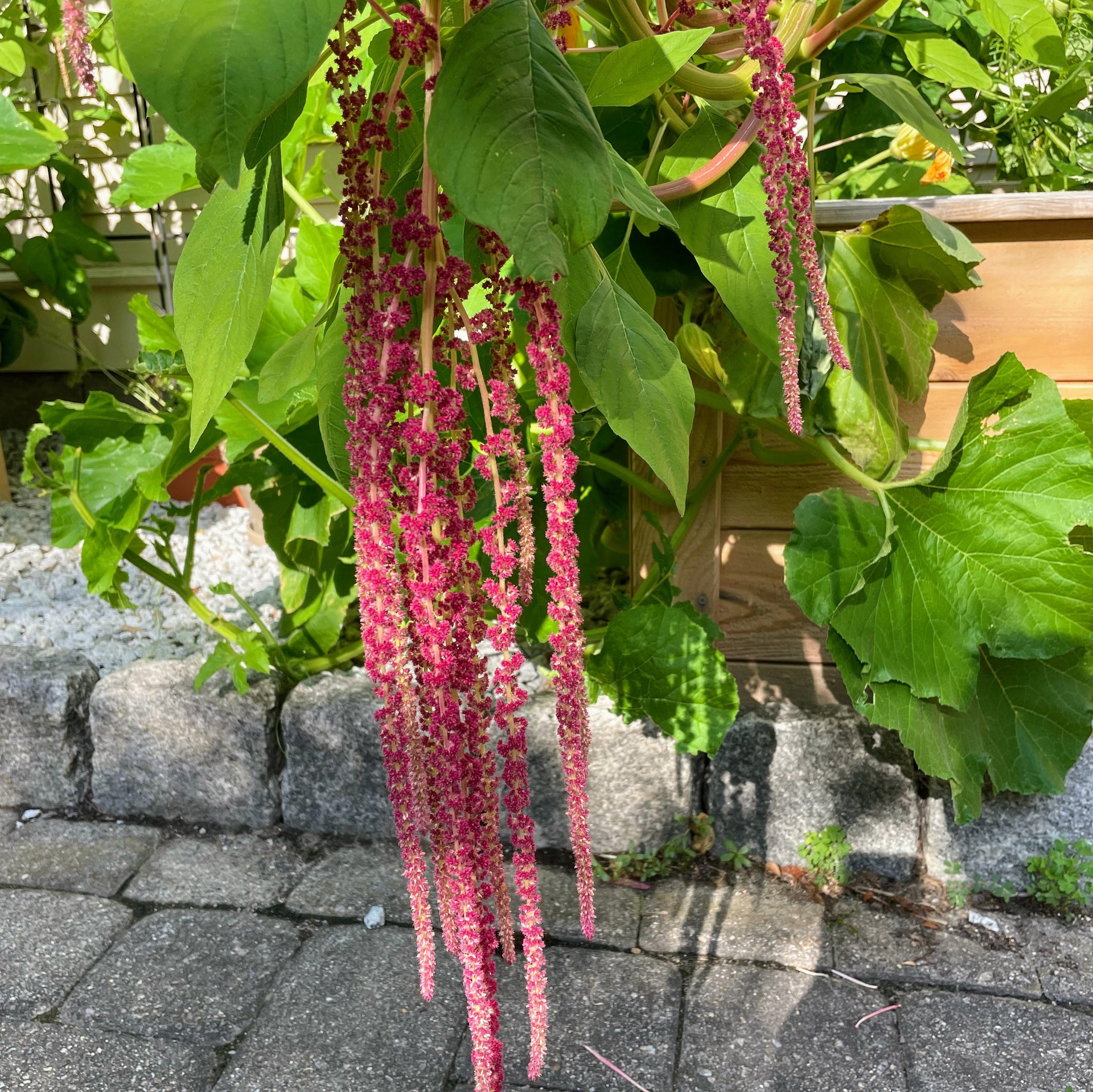 Amaranth: Love Lies Bleeding – Daisy Hill Farm