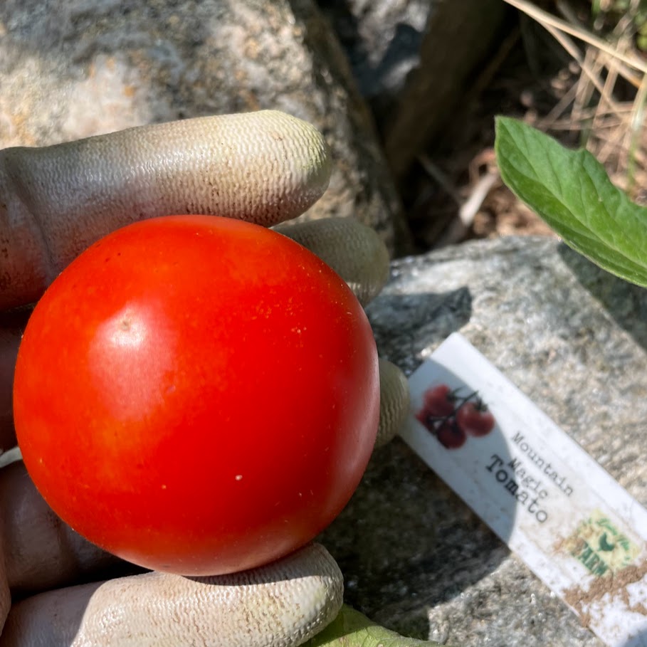 Tomato: Mountain Magic
