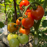 Tomato: Mountain Magic