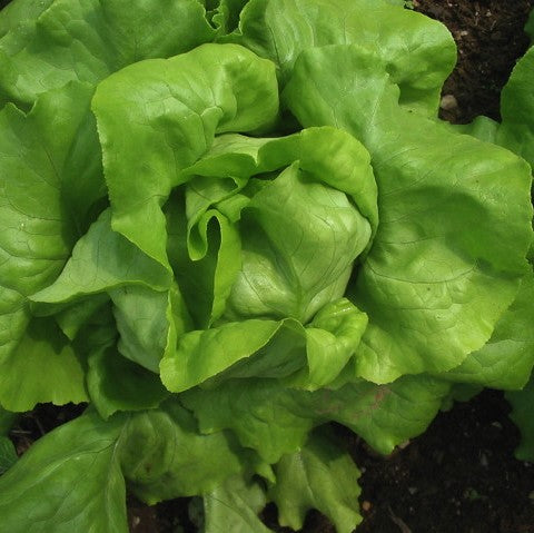 Lettuce: Nancy Butterhead - Back!  - NEW!