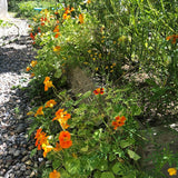 Nasturtium: Alaska Mix