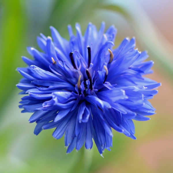 Bachelor Button: Blue Boy