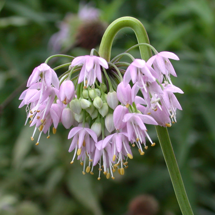 Nodding Onion (Allium cernuum) - NEW!