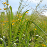 Switchgrass (Panicum virgatum)