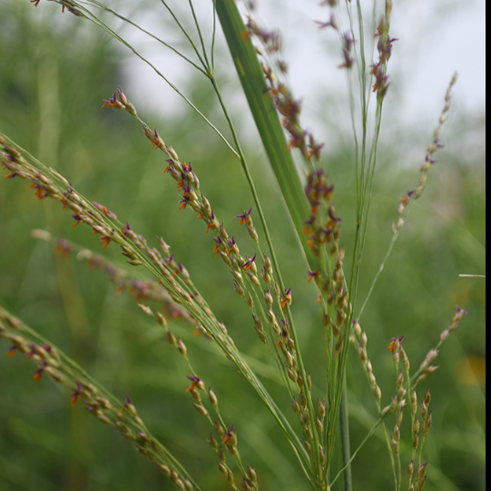 Switchgrass (Panicum virgatum)