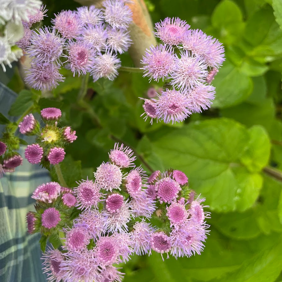 Ageratum: Red Flint  - NEW!