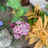 Ageratum: Red Flint  - NEW!