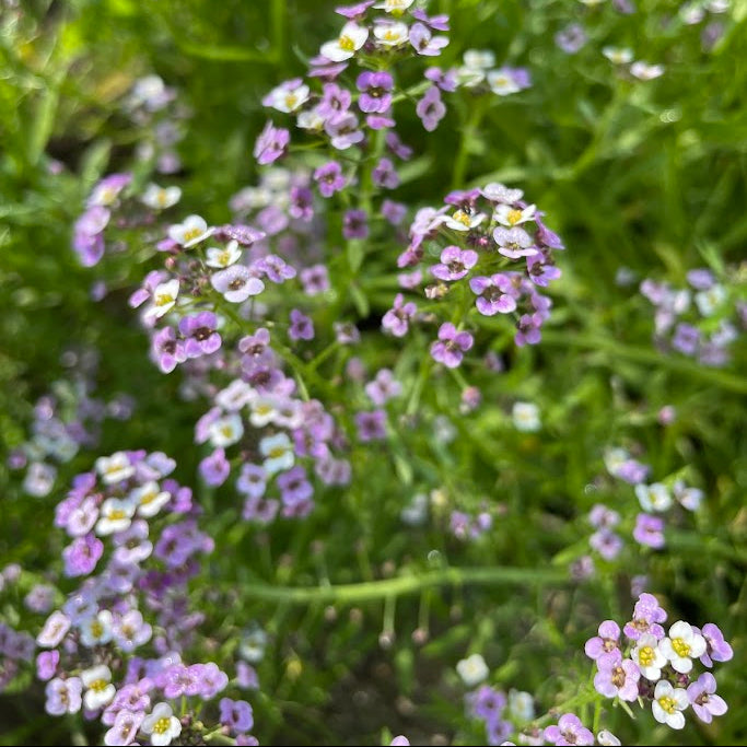 Alyssum: Royal Carpet