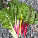 Chard: Rainbow Mix