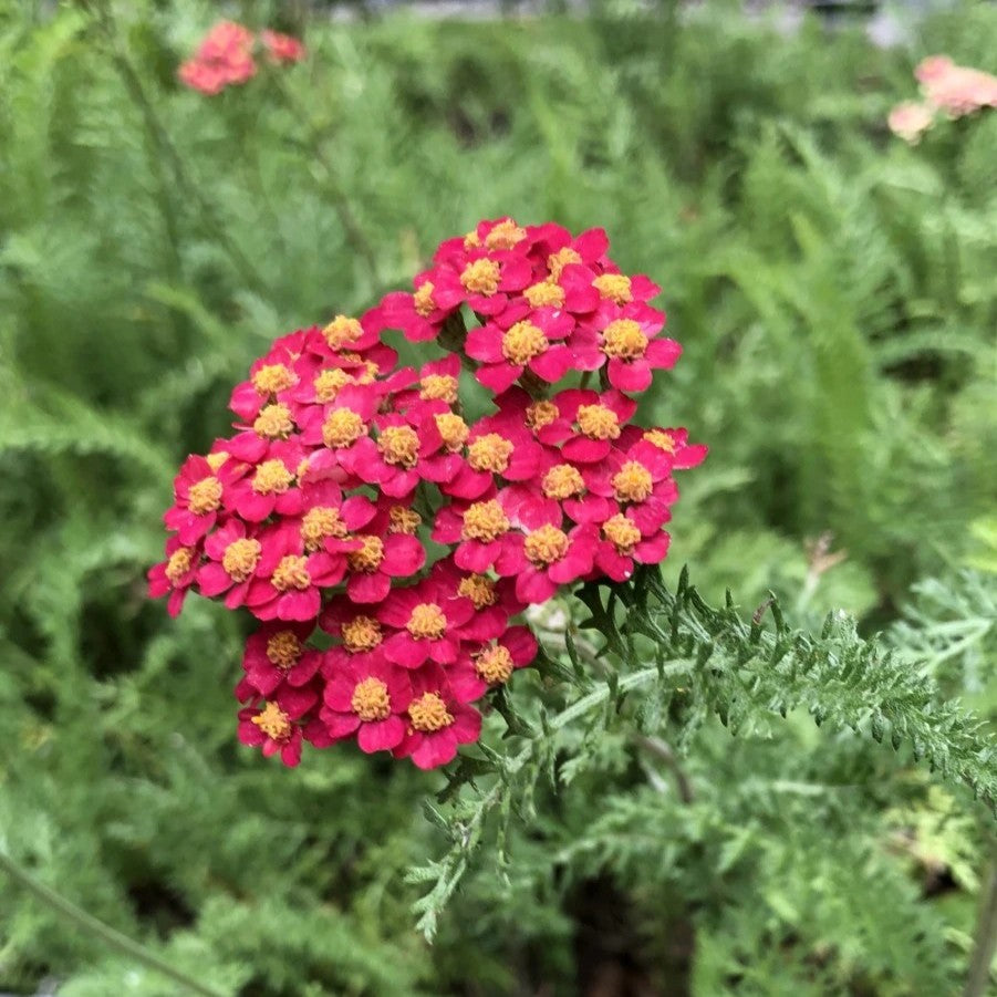 Yarrow: Red (Achillea millefolium)