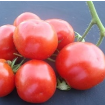 Tomato: Shorba Indian Sour