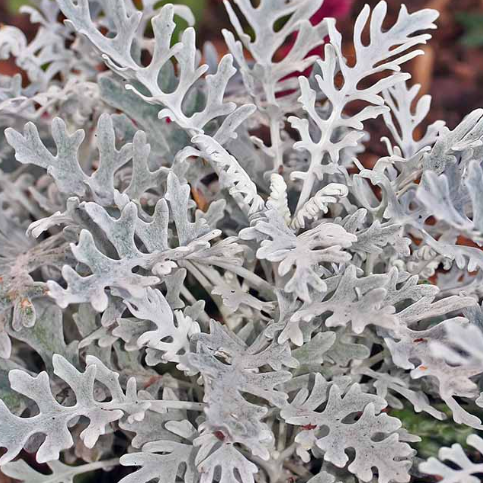 Dusty Miller: Silverdust