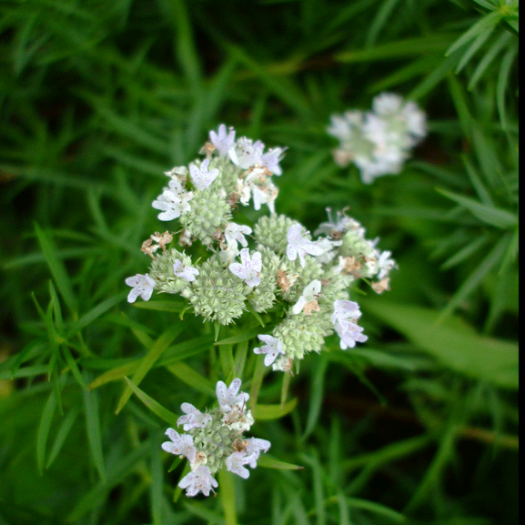Mountain Mint: Slender (Pycnanthemum tenuifolium)