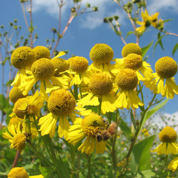 Sneezeweed (Helenium autumnale)  - NEW!