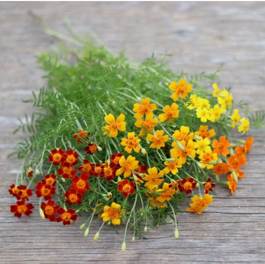 Marigold: Signet Starfire Mix  - NEW!