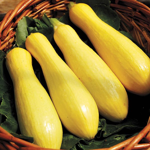 Squash: Success Yellow Squash
