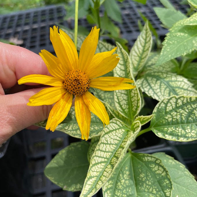 Sunburst Heliopsis (Heliopsis scabra)