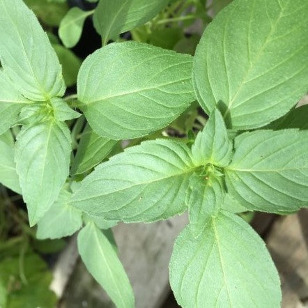 Basil: Lemon