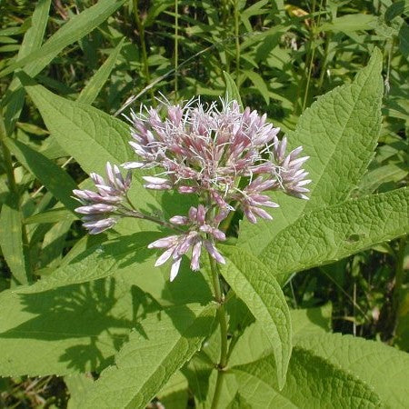 Joe Pye Weed: Sweet (Eutrochium purpureum)