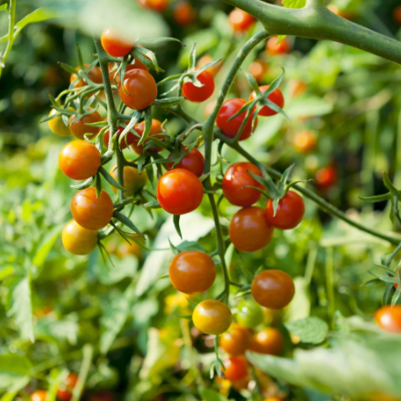 Tomato: Sweet Pea Currant