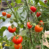 Tomato: Sweetheart Cherry
