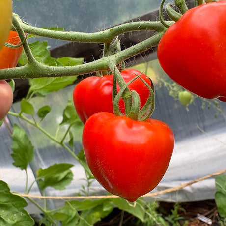 Tomato: Sweetheart Cherry