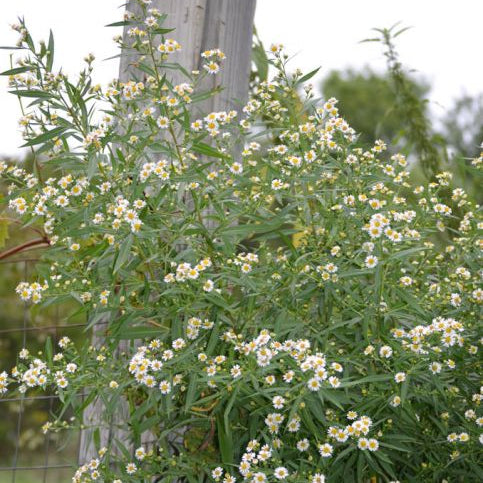 Aster: Panicled (Symphyotrichum lanceolatum)