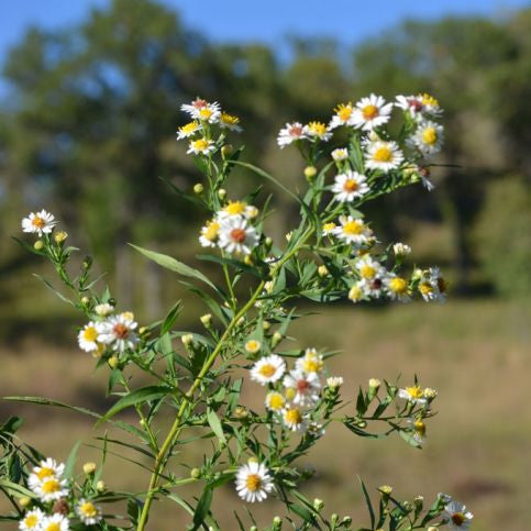 Aster: Panicled (Symphyotrichum lanceolatum)
