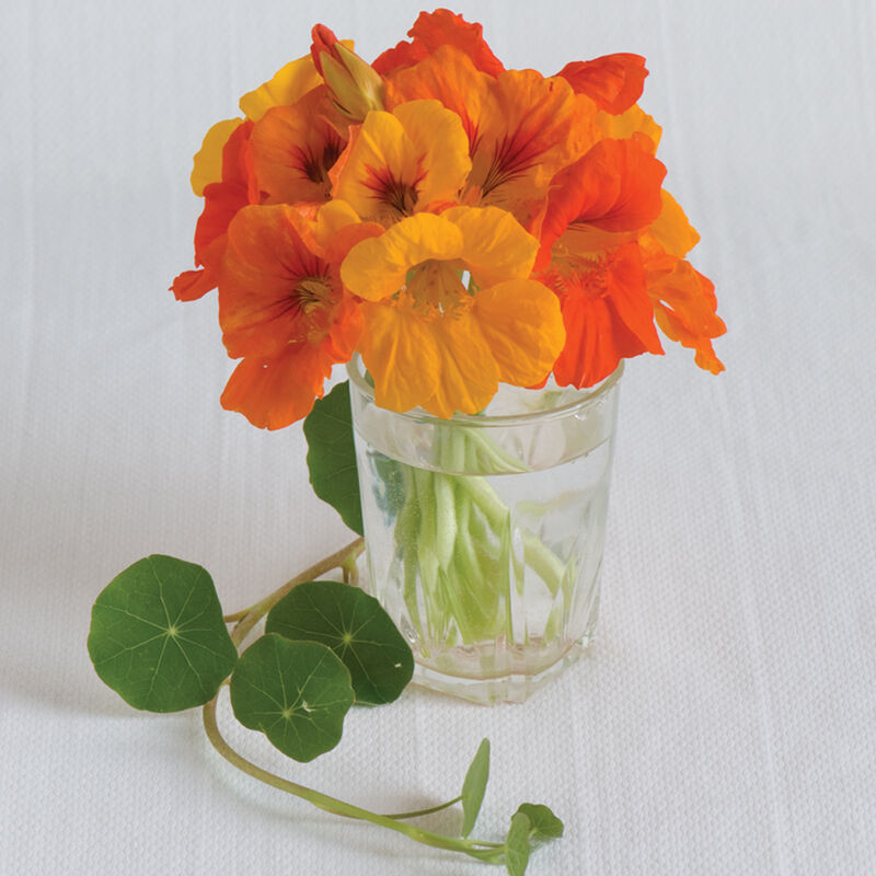 Nasturtium: Trailing Mix