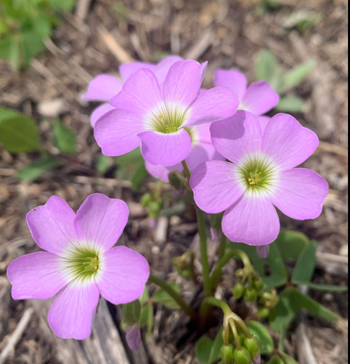 Sorrel: Violet Wood (Oxalis violacea)