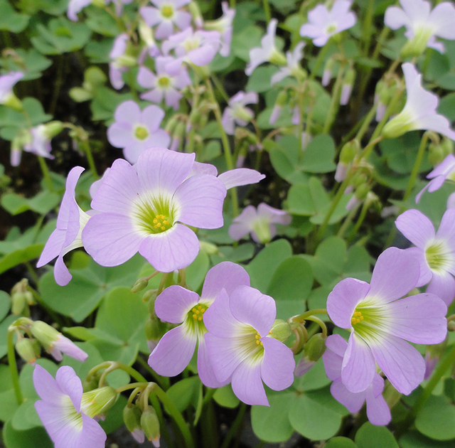 Sorrel: Violet Wood (Oxalis violacea)  - NEW!