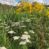 Wildflowers including yellow and white species in a field with a blue sky.