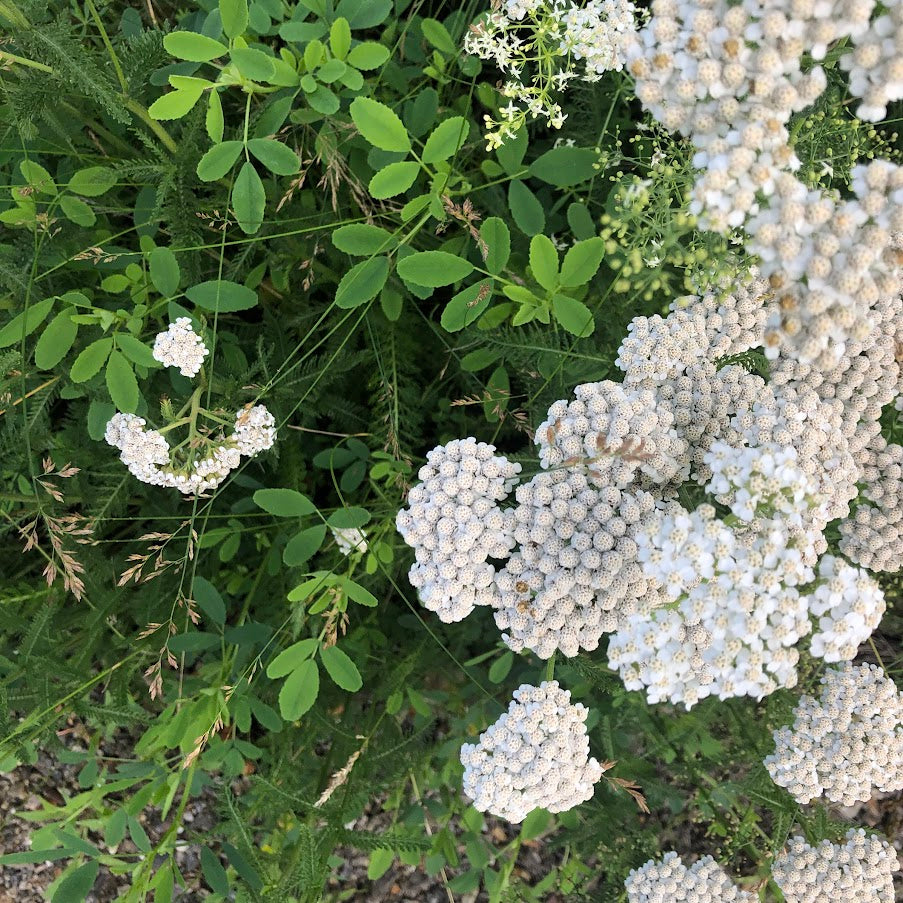 Yarrow: Common (Achillea millefolium)