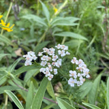 Yarrow: Common (Achillea millefolium)