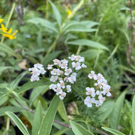 Yarrow: Common (Achillea millefolium)