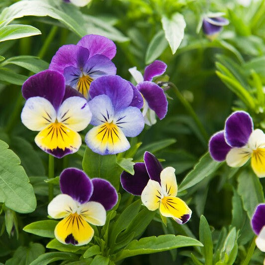 Viola: Helen Mount