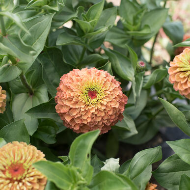 Zinnia: Queeny Lime Orange