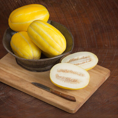 Melon: Torpedo Korean