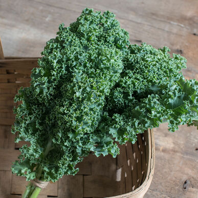 Kale Variety 4-pack