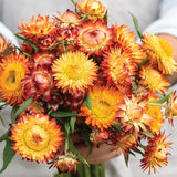 Strawflower Variety 4-pack