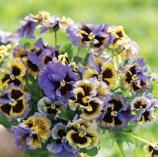Viola: Frizzle Sizzle Yellow-Blue Swirl