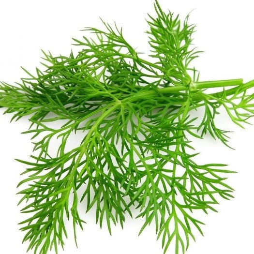 Kitchen Annual Herb 4- pack