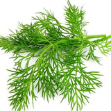 Kitchen Annual Herb 4- pack