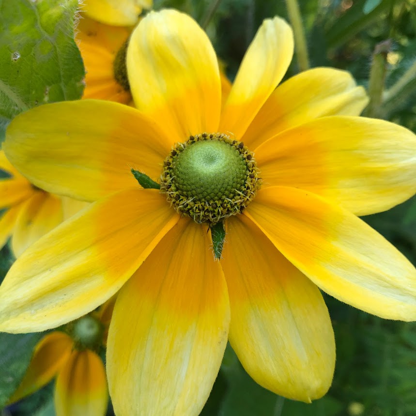 Rudbeckia: Prairie Sun