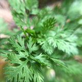 Cilantro