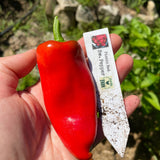 Sweet Pepper: Picnic Red